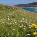 Cotentin2007 (81)